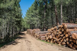 Des caisses et palettes en bois respectueuses de l&#39;environnement